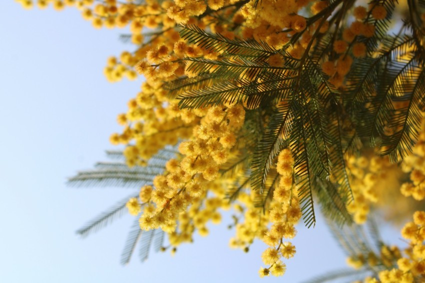 a close up of a tree with yellow flowers