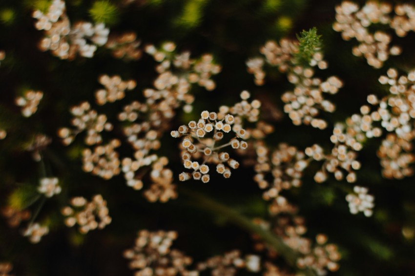 white round fruits in tilt shift lens r