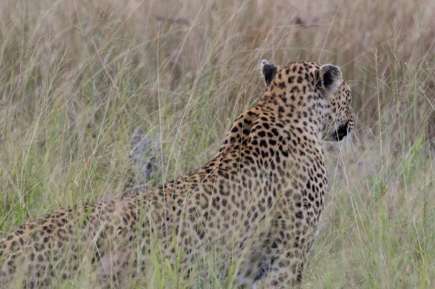 a cheetah standing in a field of tall grass