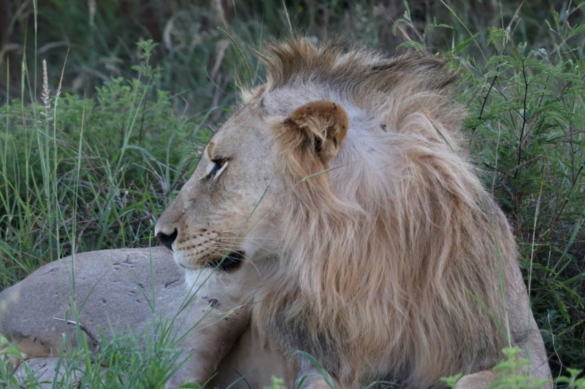 a lion laying in the grass next to a rock