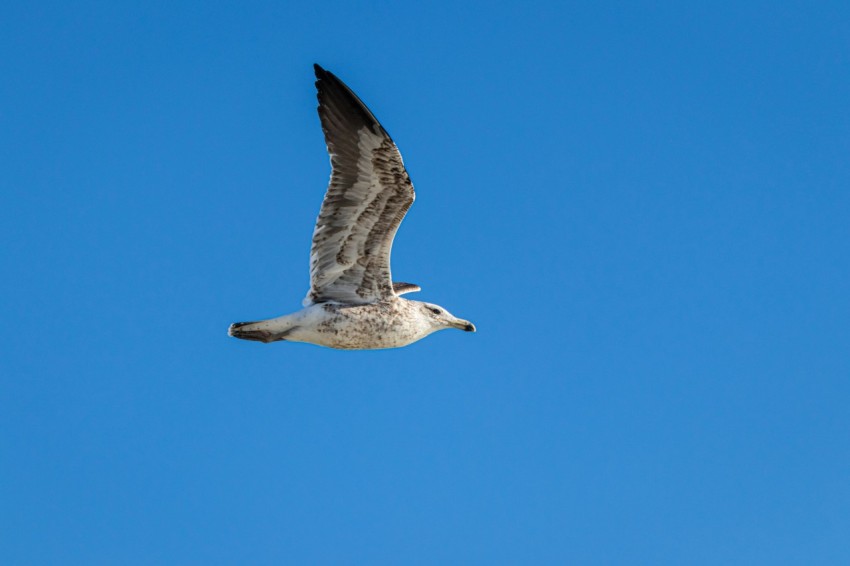 a seagull flying in a clear blue sky