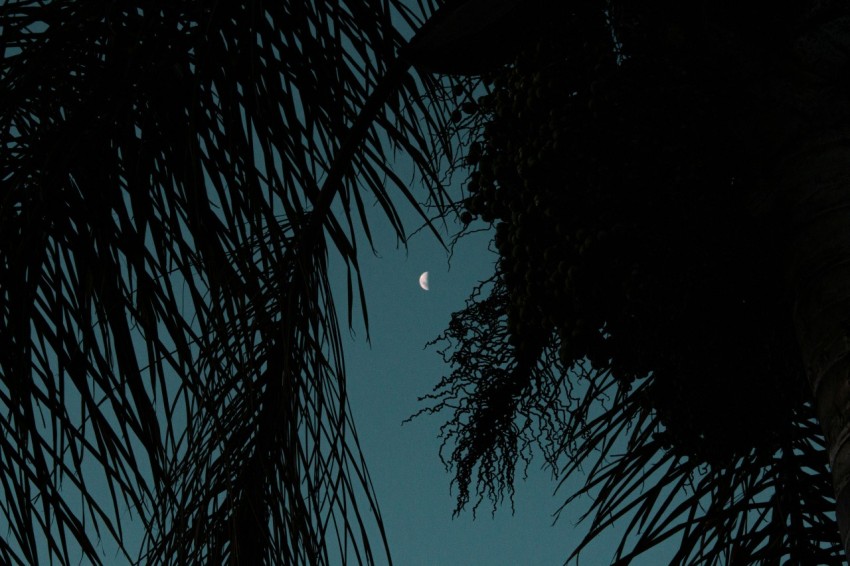 low angle photography of palm trees under blue sky during daytime