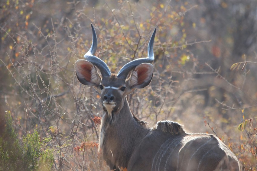 brown horned animal