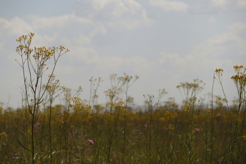 a field full of tall grass and yellow flowers