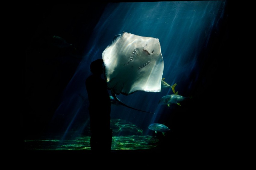 white and black stingray