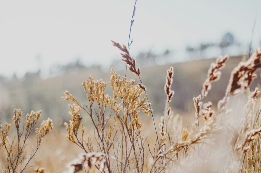 brown wheat field during daytime