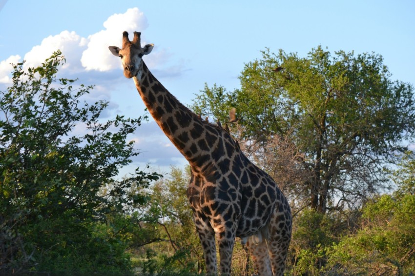 a giraffe standing in the middle of a forest JeDdwhjRc