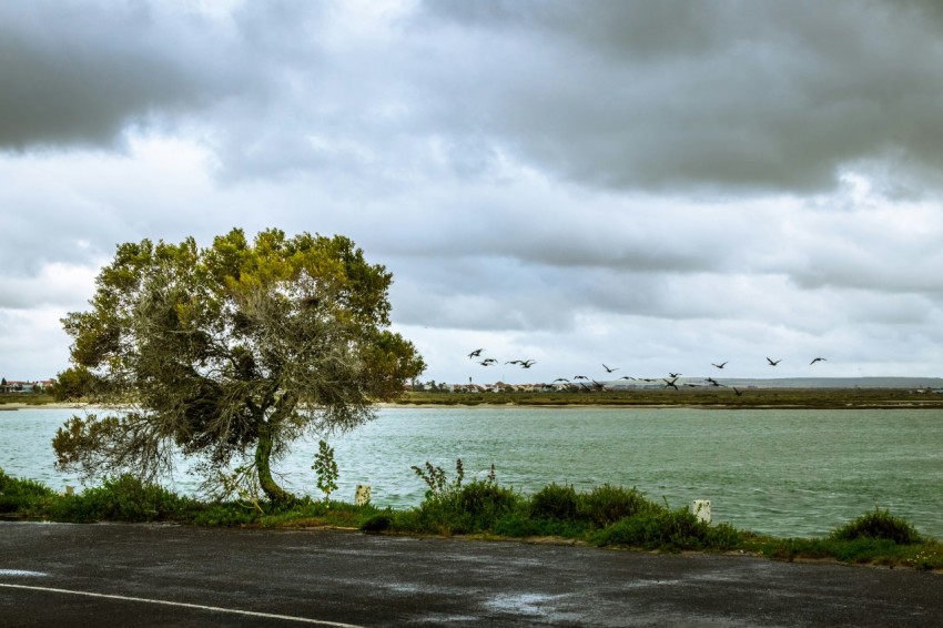 green trees near body of water under cloudy sky during daytime DIu8_2fh