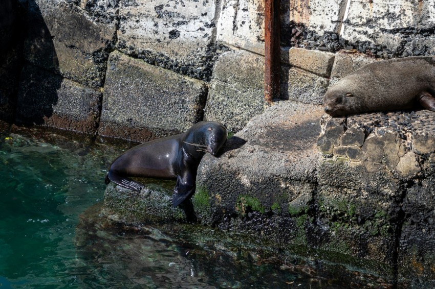 a sea lion laying on a rock next to a pool of water