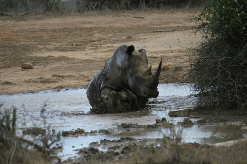 a rhino is in the water with its head in the water