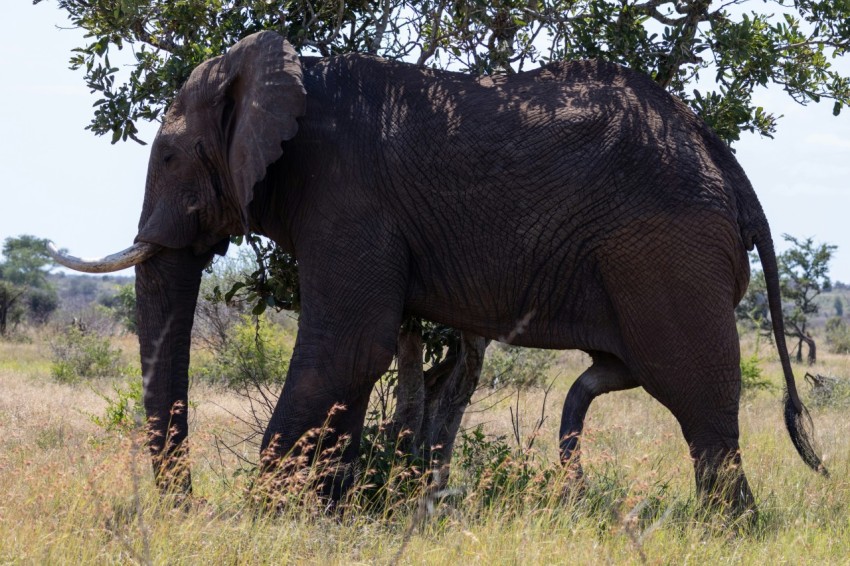 an elephant standing in a field with trees in the background