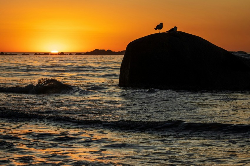 a bird sitting on top of a rock in the ocean