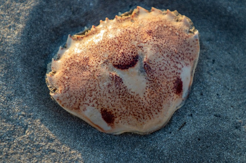 a piece of food sitting on top of a sandy beach