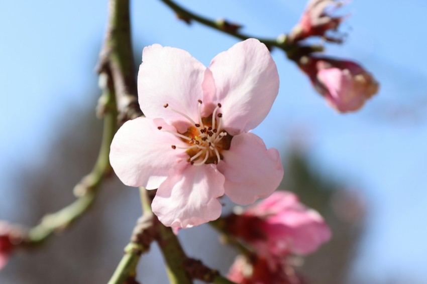 a close up of a flower