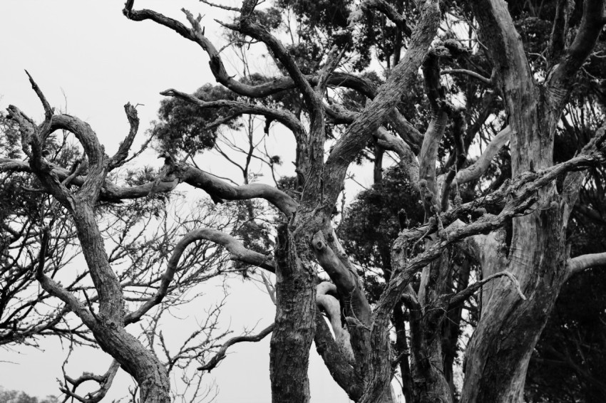 a black and white photo of trees with no leaves XNQ6cm