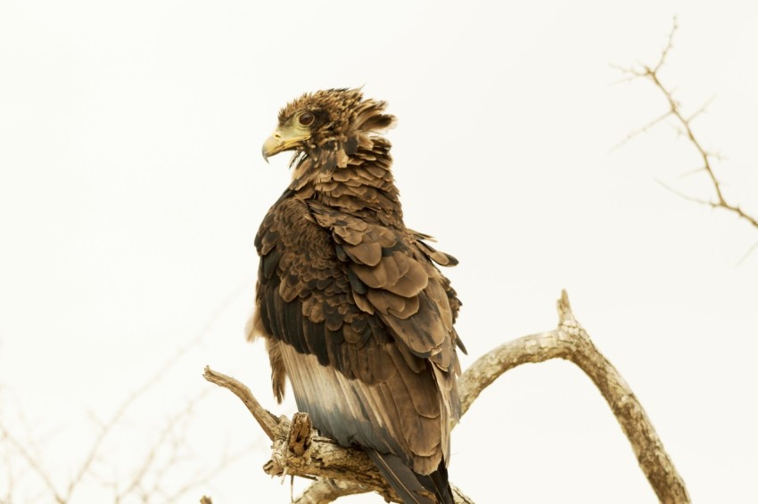 a large bird perched on top of a tree branch