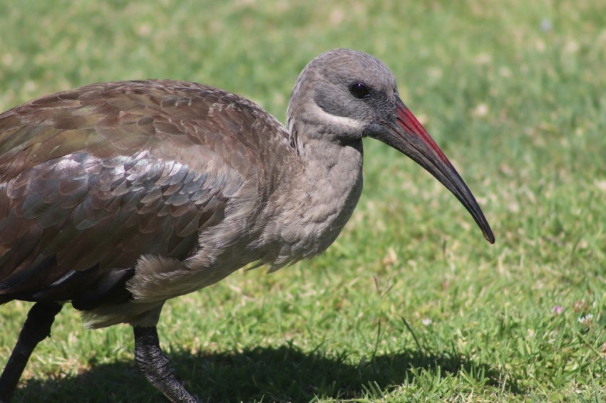 grey and black bird on green grass during daytime BnEDa2