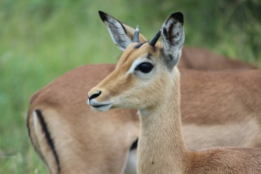 brown deer outdoor mqrokThqS