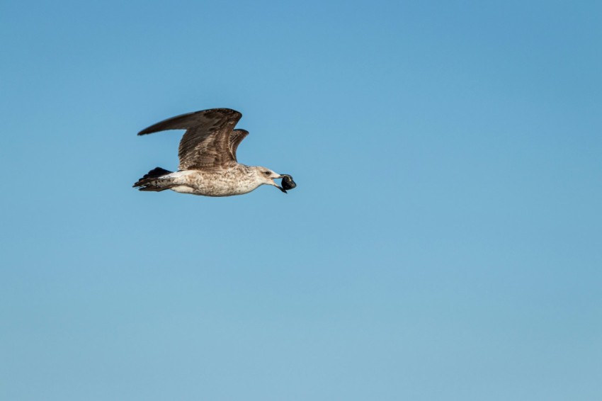 a seagull flying in the sky with a fish in its beak