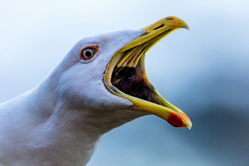 a bird with a yellow beak