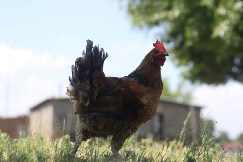 a rooster standing in a field of grass