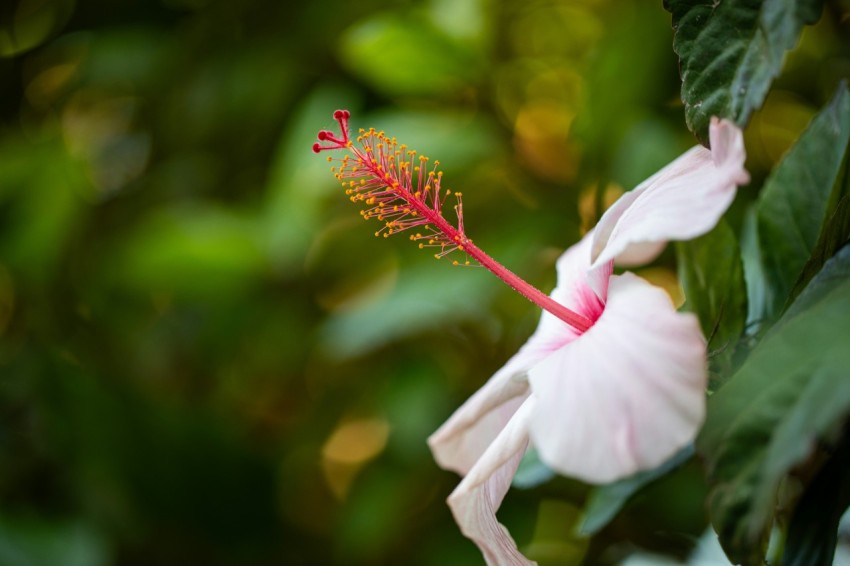 a close up of a pink flower with green leaves in the background