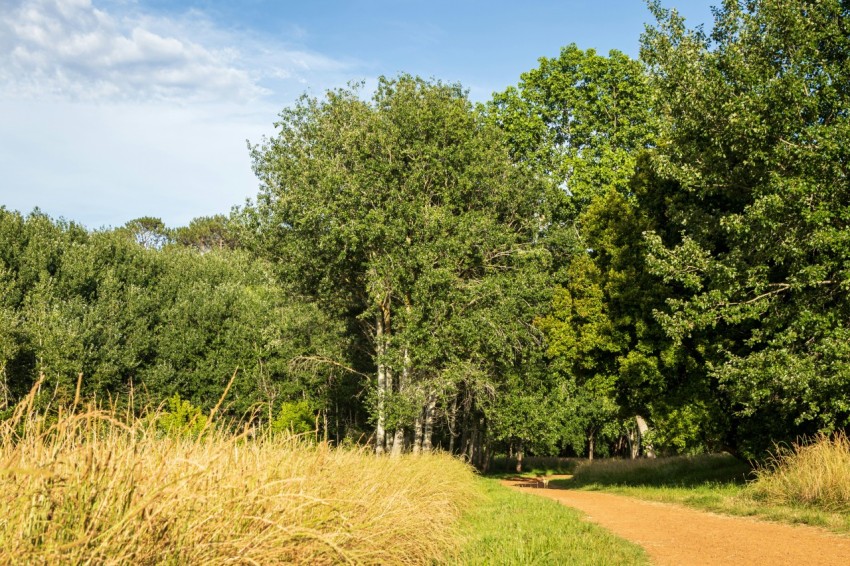 a dirt road surrounded by tall grass and trees