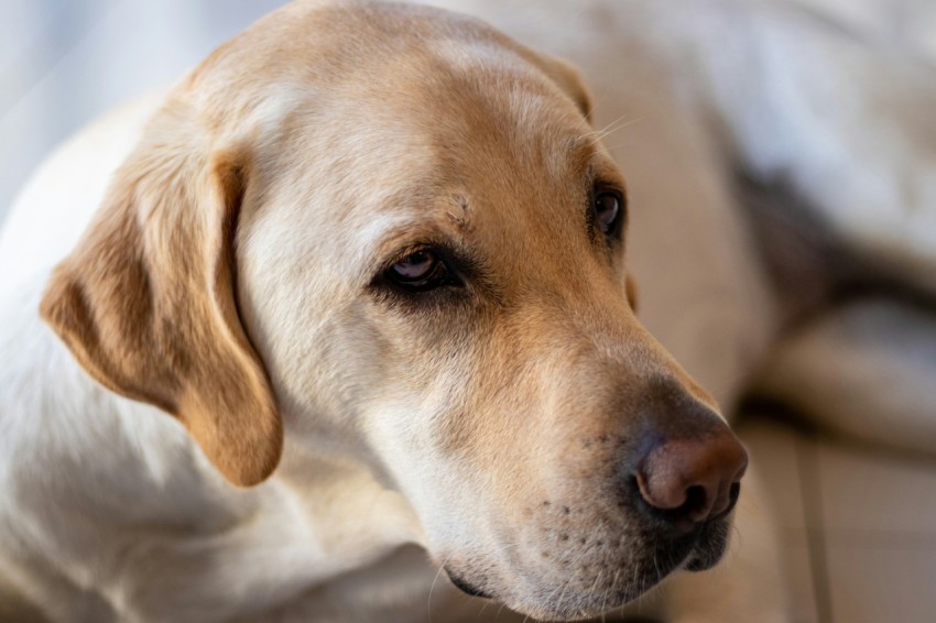 yellow labrador retriever lying on white textile 3N_4GVHRp