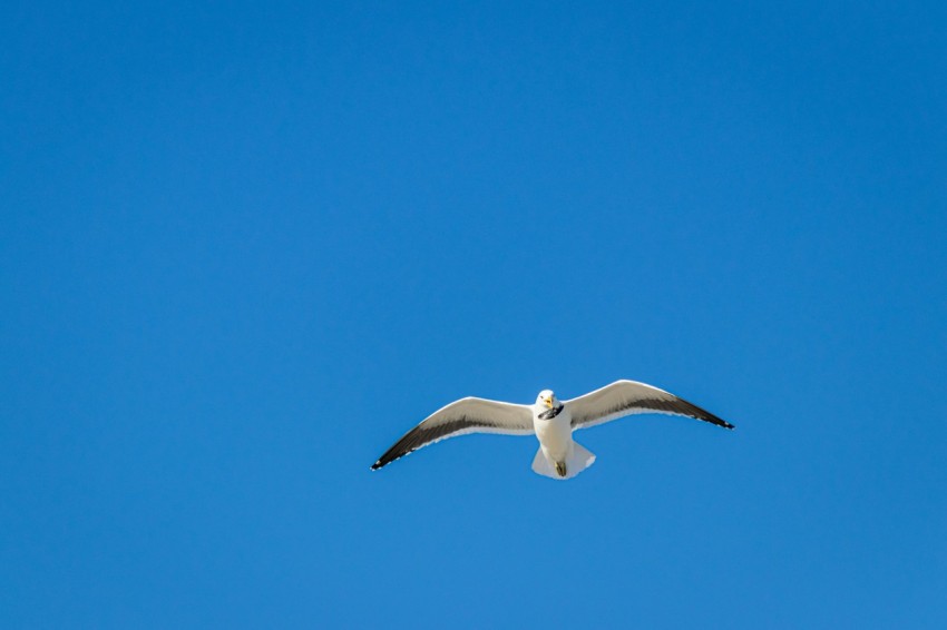 a white bird flying through a blue sky