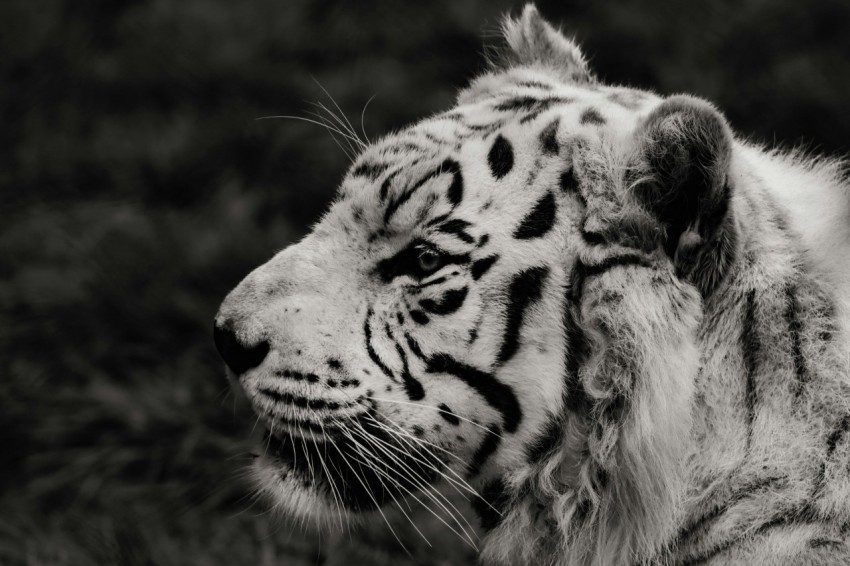 grayscale photo of tiger in black background YgRpmZEh