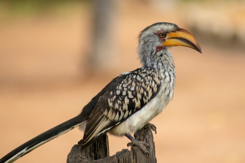 white and black bird during daytime close up photography