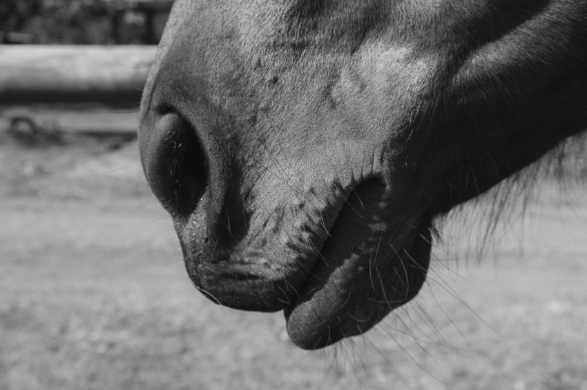 a black and white photo of a horses nose