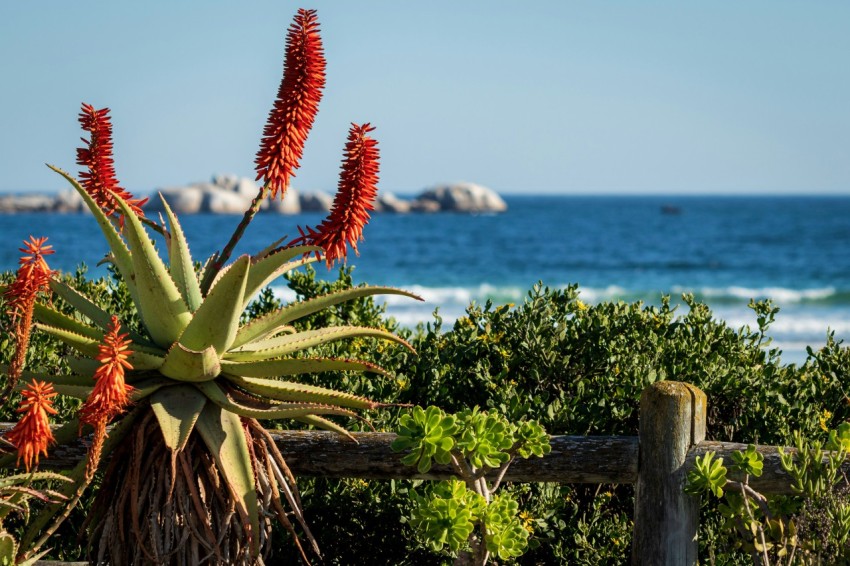 a view of the ocean and a beach from behind a fence