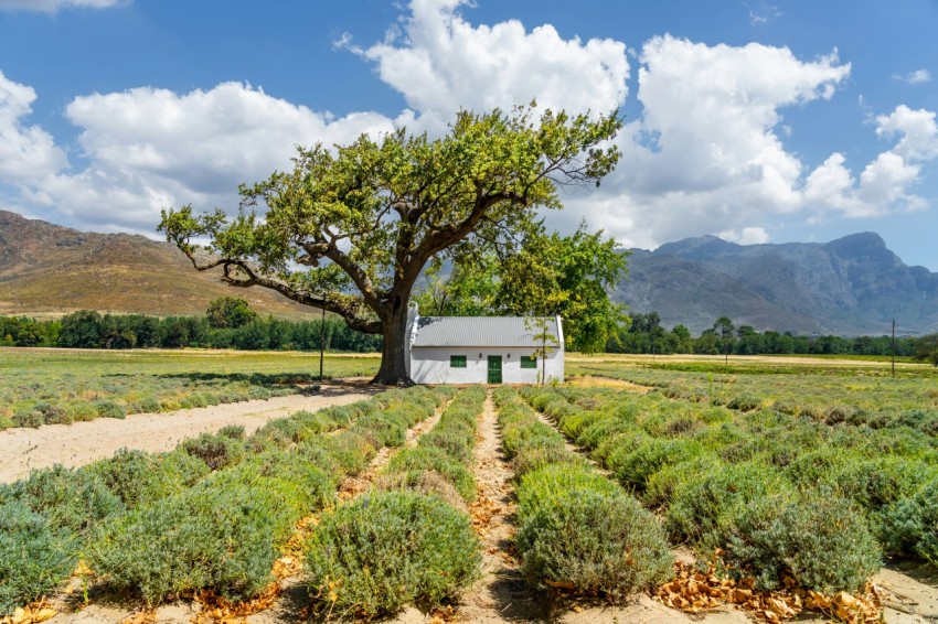 white house near green tree with mountain view