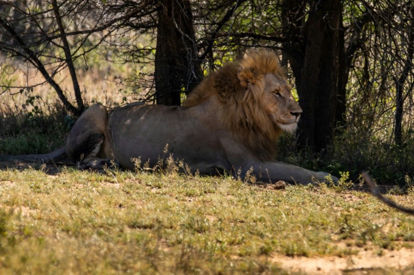 a lion laying down in the shade of some trees