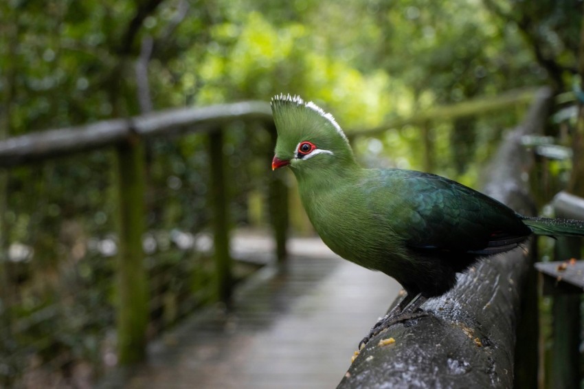 a green bird sitting on top of a tree branch