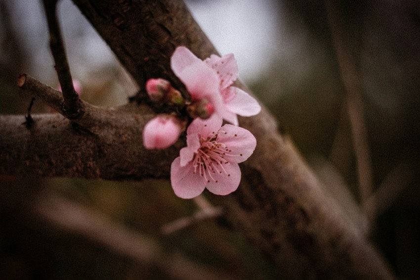 a close up of a flower on a tree branch