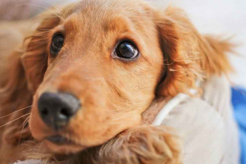 a close up of a dogs face with its head resting on a pillow