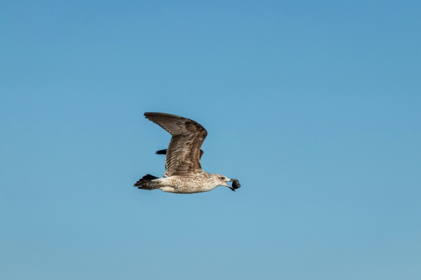 a seagull flying through a blue sky with its wings spread