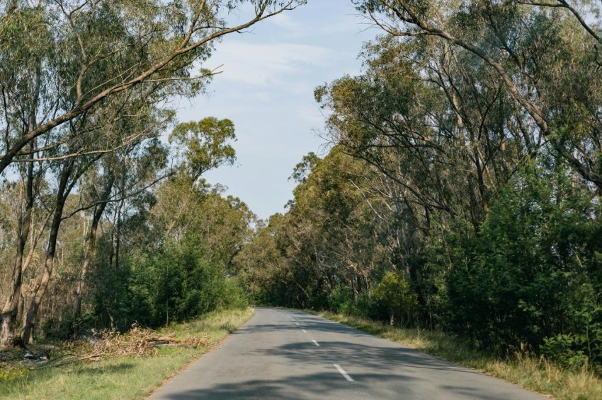 a road with trees on the side 9m8k3mKug