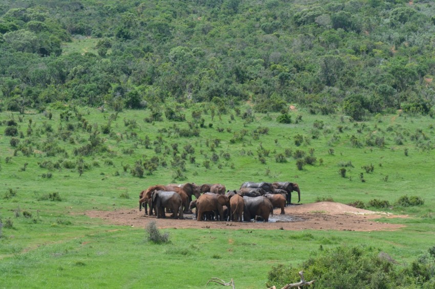 a herd of elephants walking across a lush green field