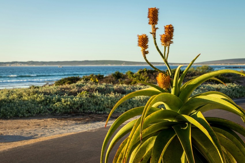 a plant with yellow flowers in front of the ocean