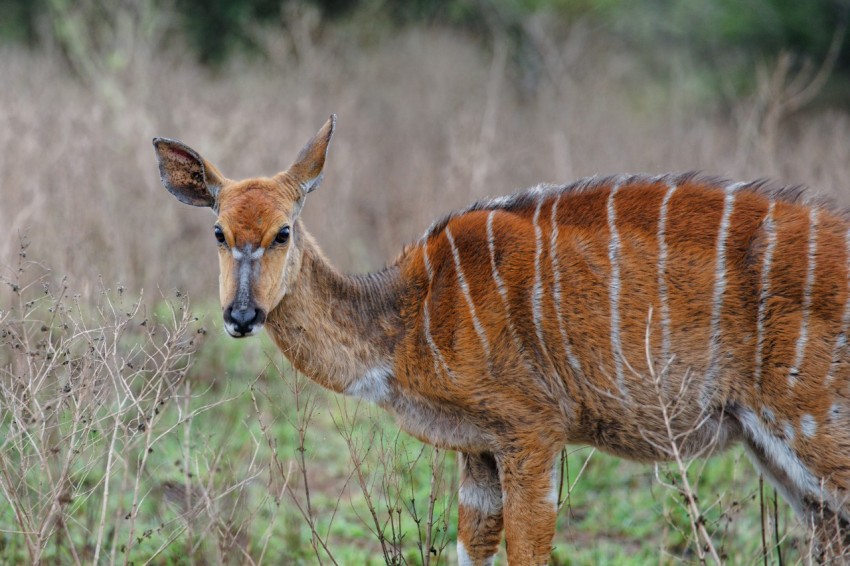 a young deer is standing in a field