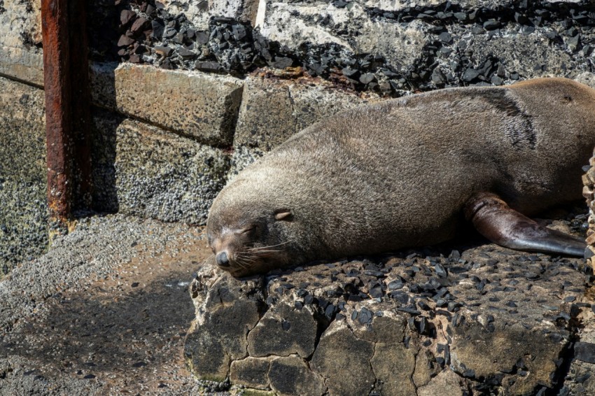 a seal laying on top of a pile of rocks