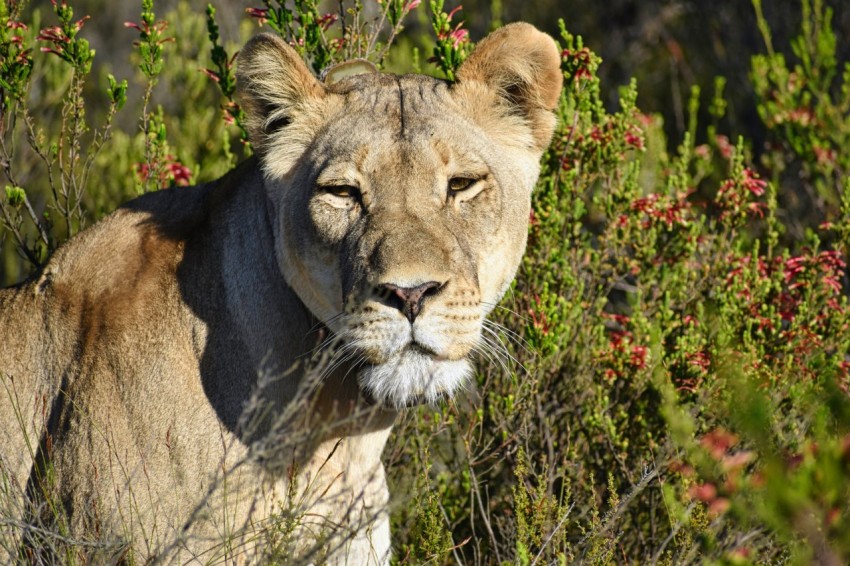 brown lioness in close up photography iG