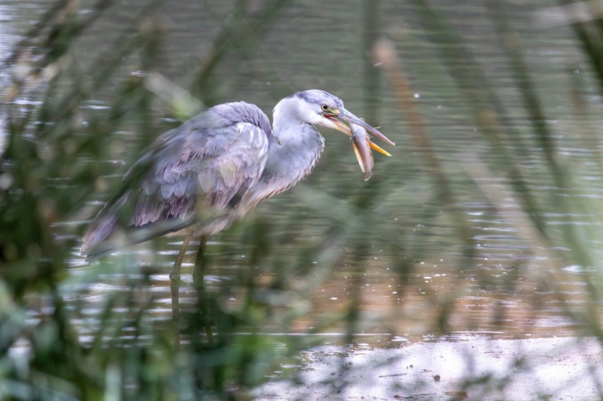 a bird with a fish in its mouth standing in the water