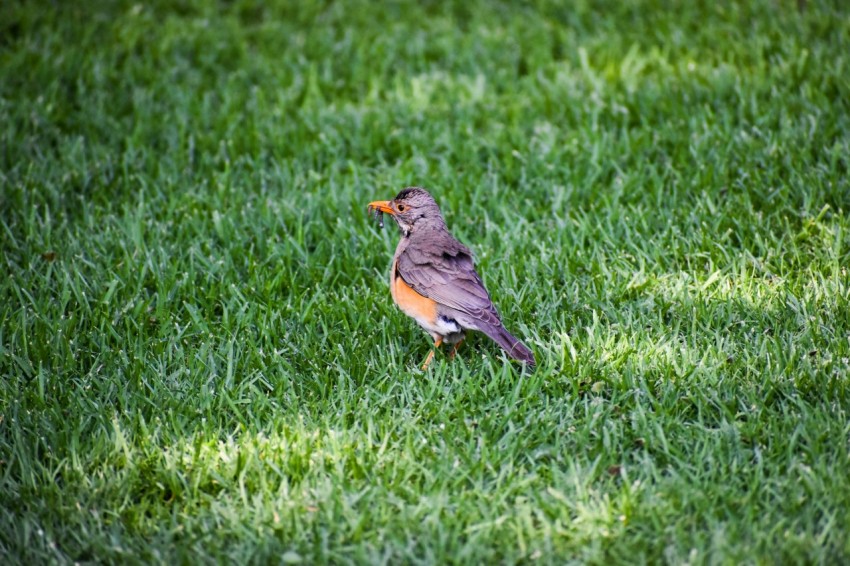 brown and gray bird on green grass field during daytime