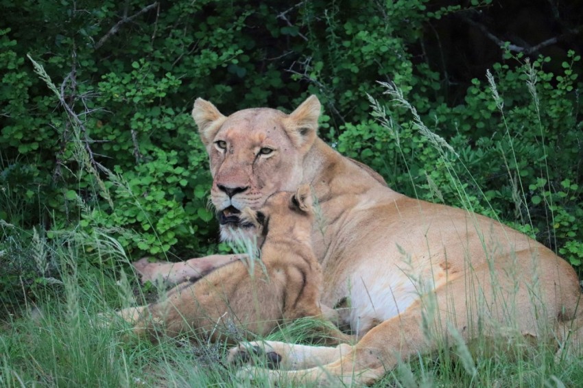 brown lioness lying on ground surrounded by green plants during daytime