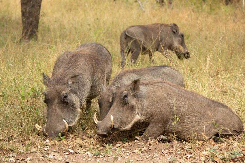 three warthogs are grazing in a field