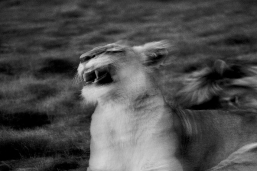 greyscale photography of roaring lioness